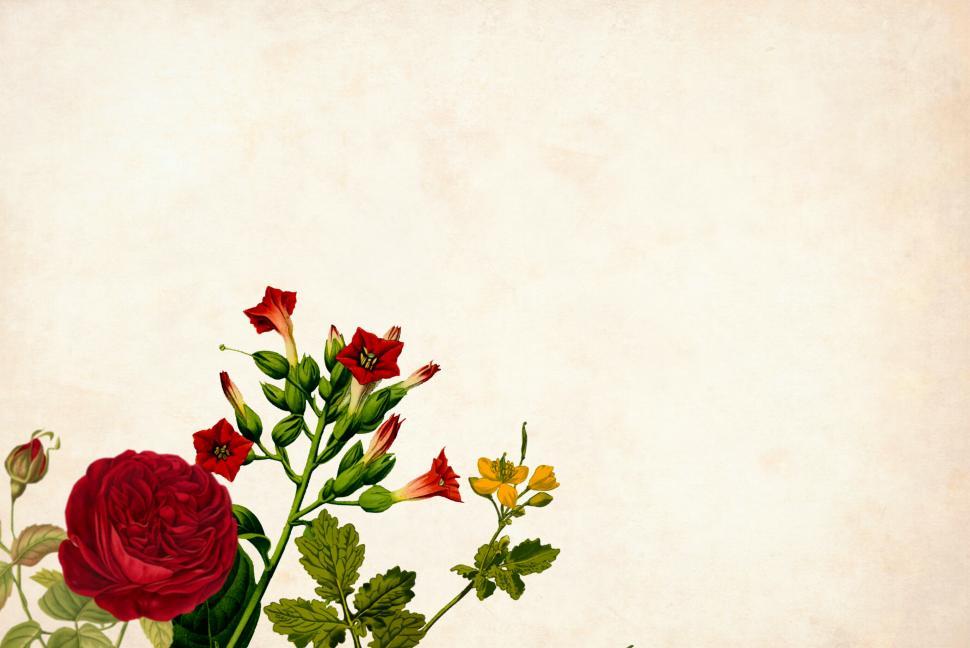 Detail Background Red Flower Nomer 10