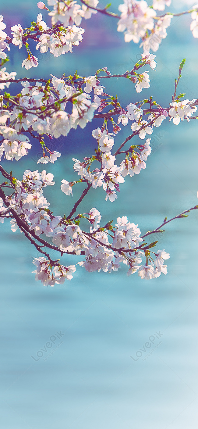 Detail Background Romantis Bunga Nomer 37