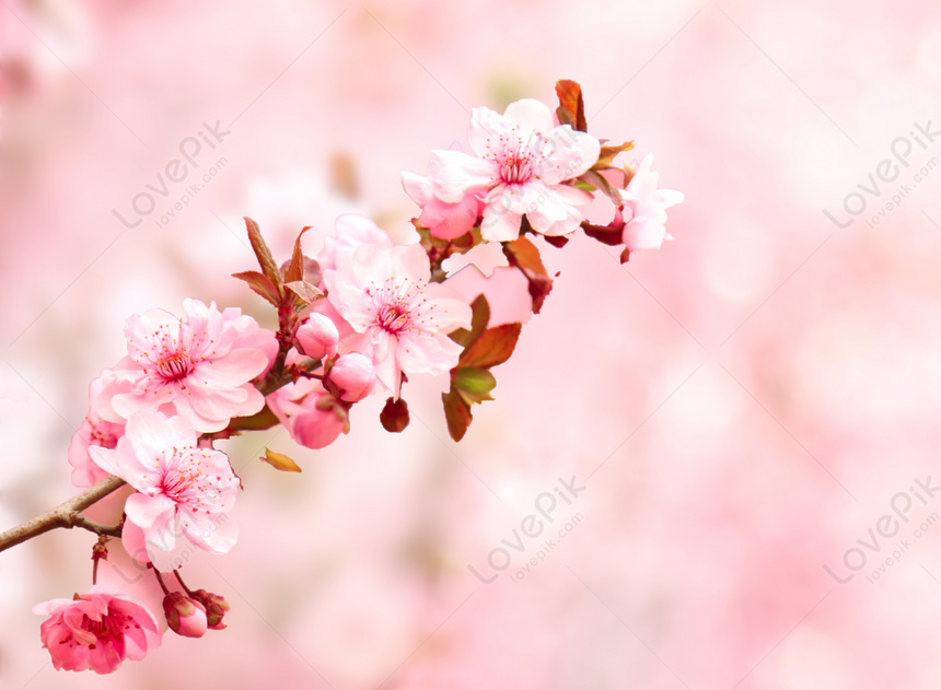 Detail Background Romantis Bunga Nomer 42