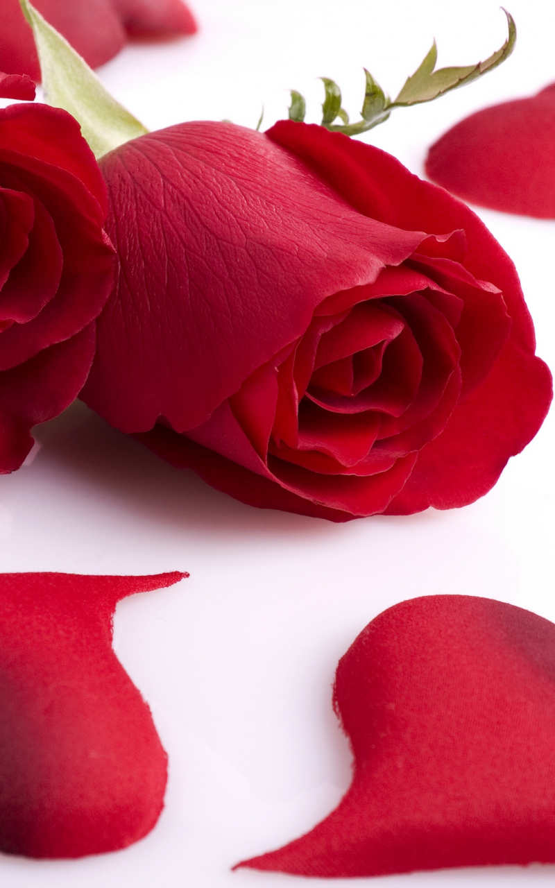 Detail Background Romantis Bunga Nomer 58