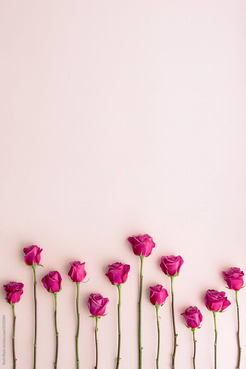 Detail Background Rosa Nomer 35