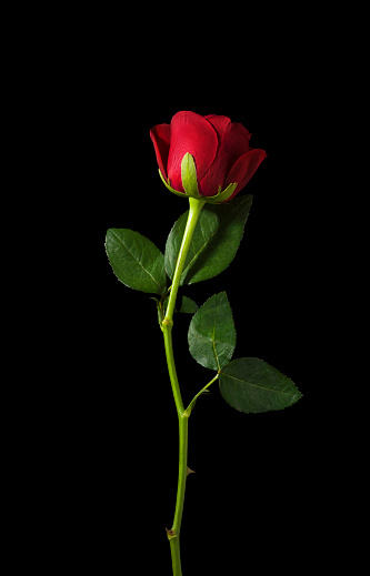 Detail Background Rose Hd Nomer 10