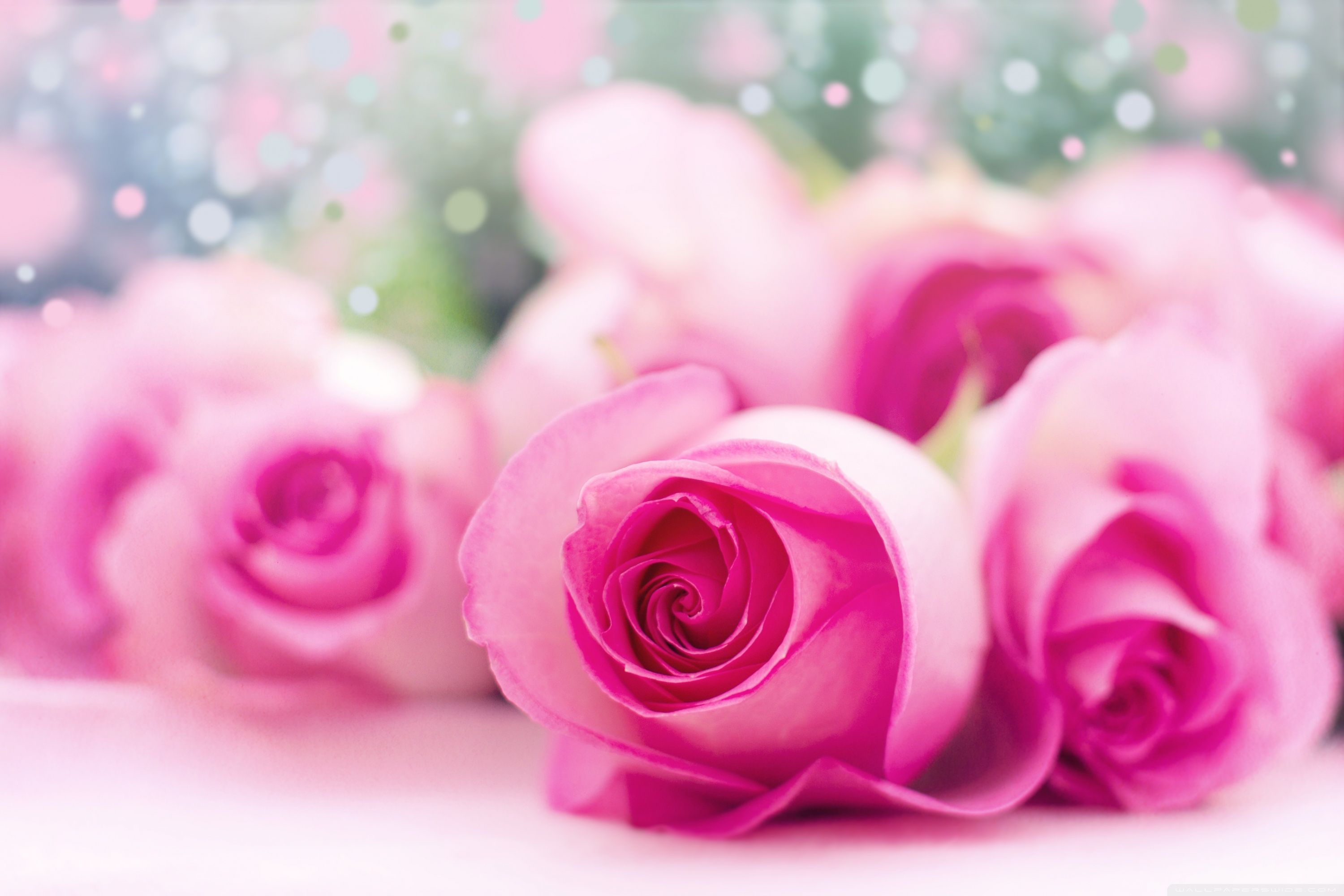 Detail Background Rose Hd Nomer 12