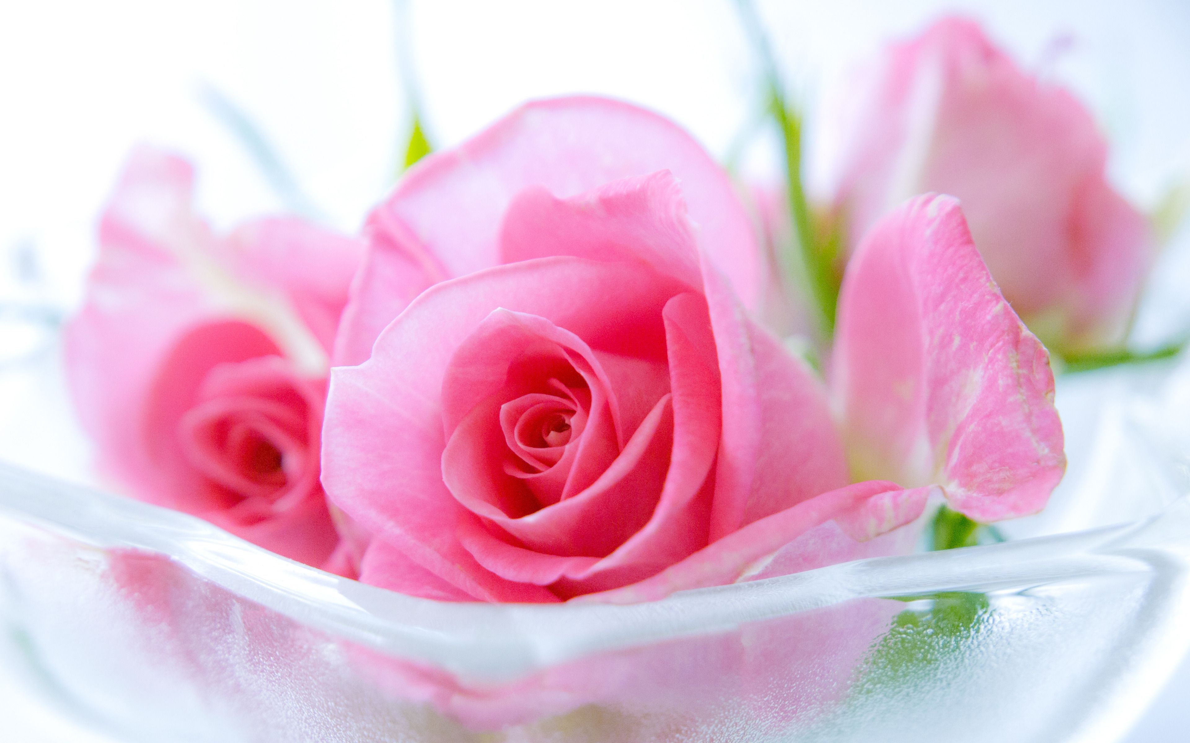 Detail Background Rose Hd Nomer 14