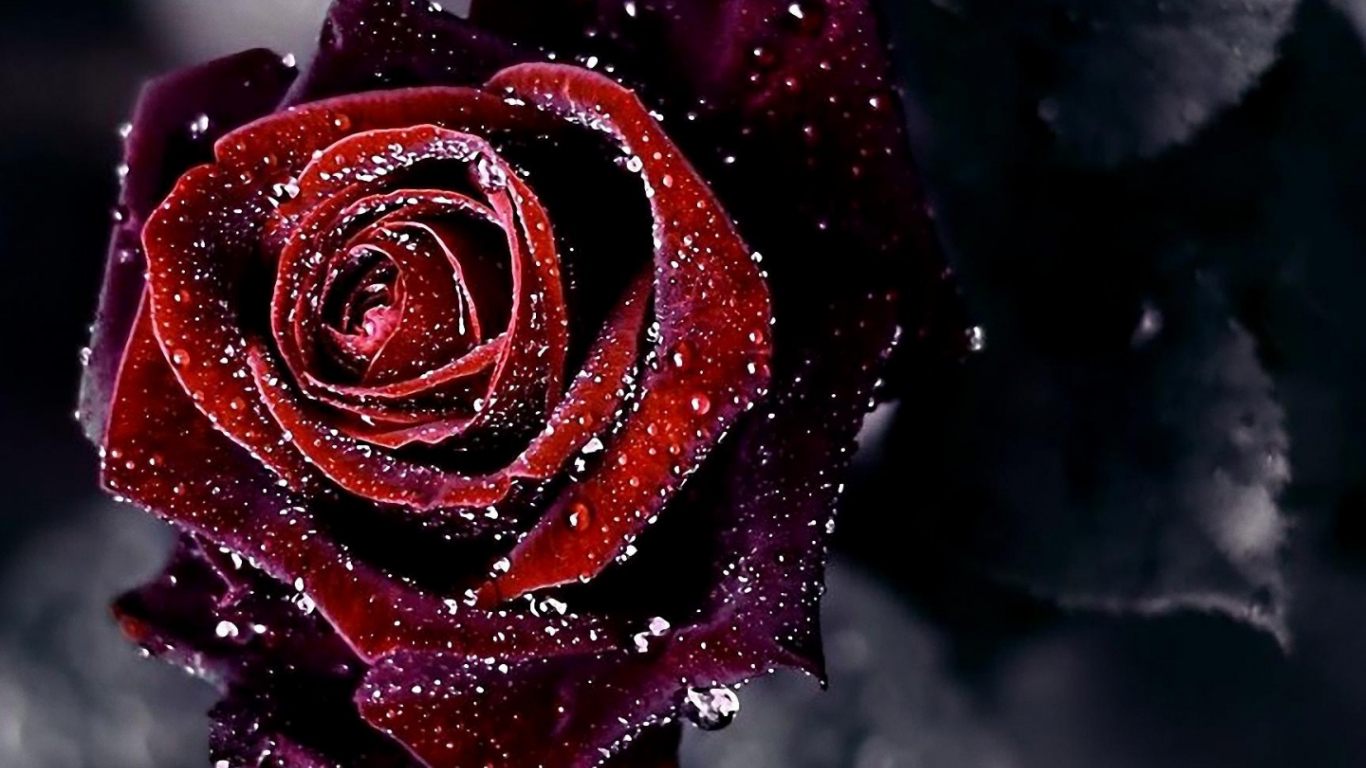Detail Background Rose Hd Nomer 15
