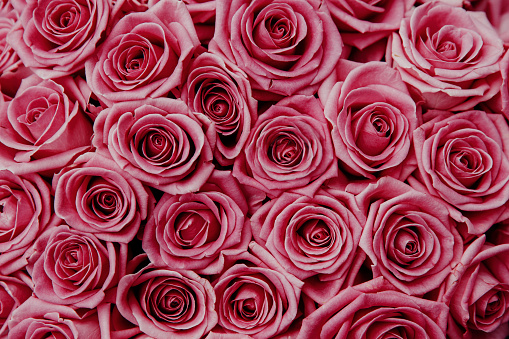 Detail Background Rose Hd Nomer 17
