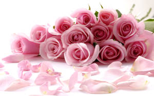 Detail Background Rose Hd Nomer 19