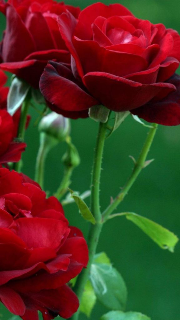 Detail Background Rose Hd Nomer 20