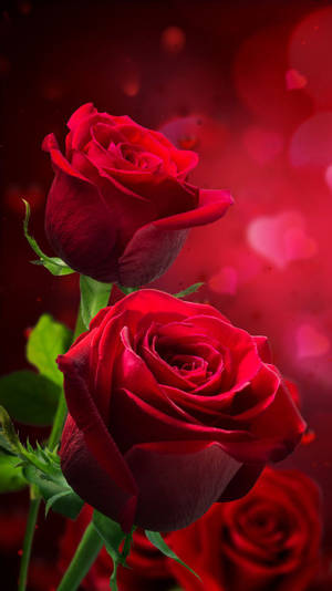 Detail Background Rose Hd Nomer 23