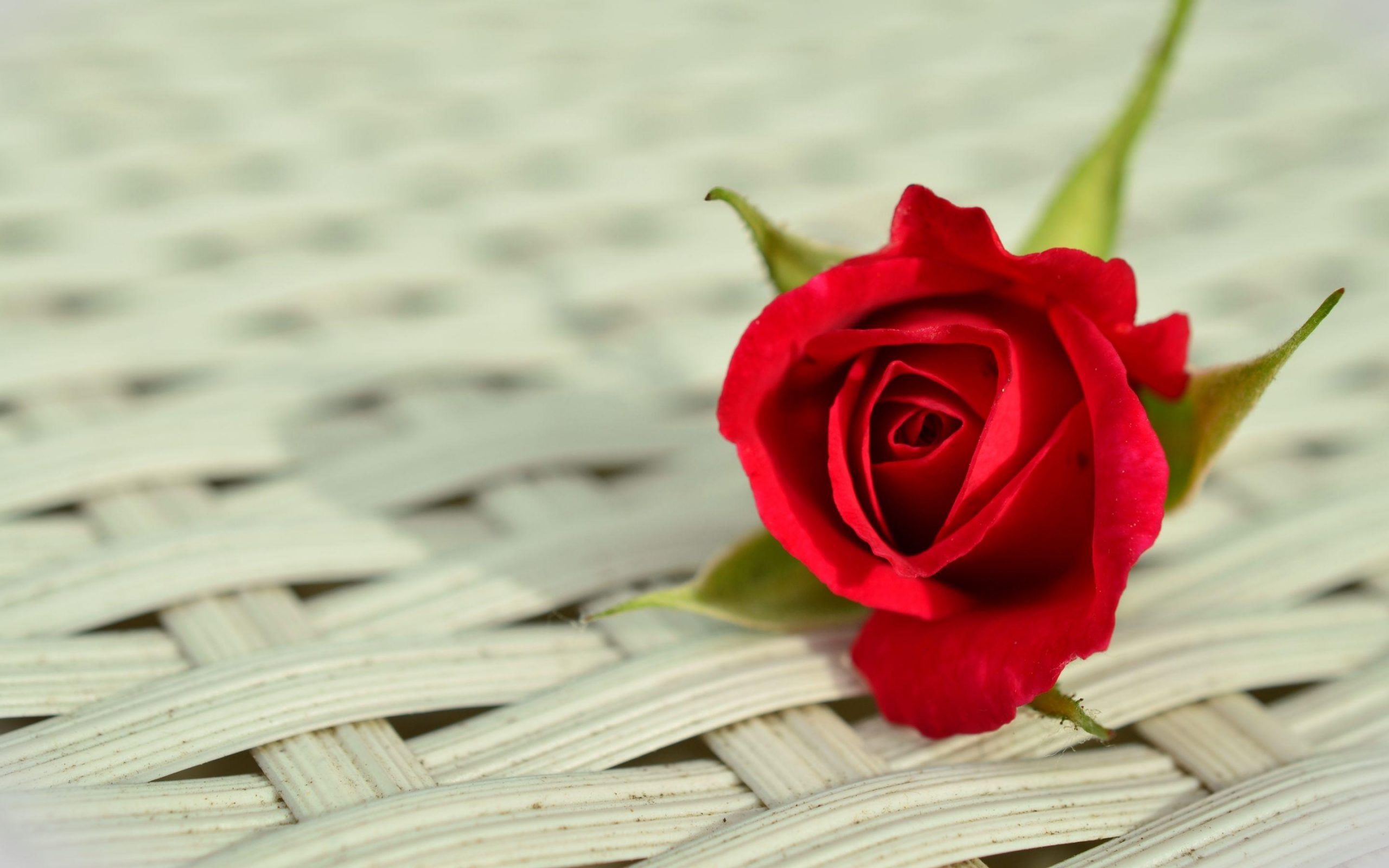 Detail Background Rose Hd Nomer 24