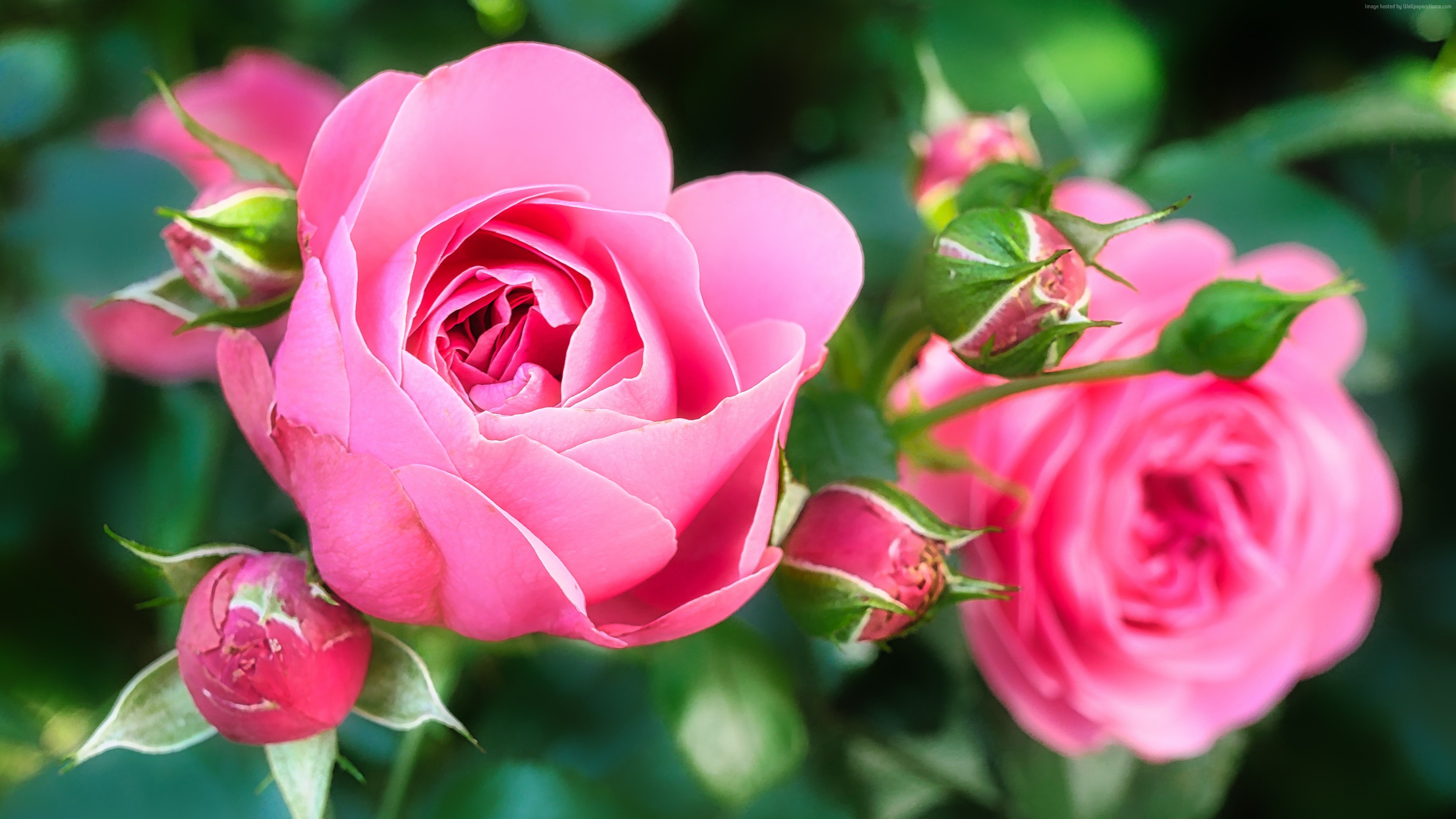 Detail Background Rose Hd Nomer 25