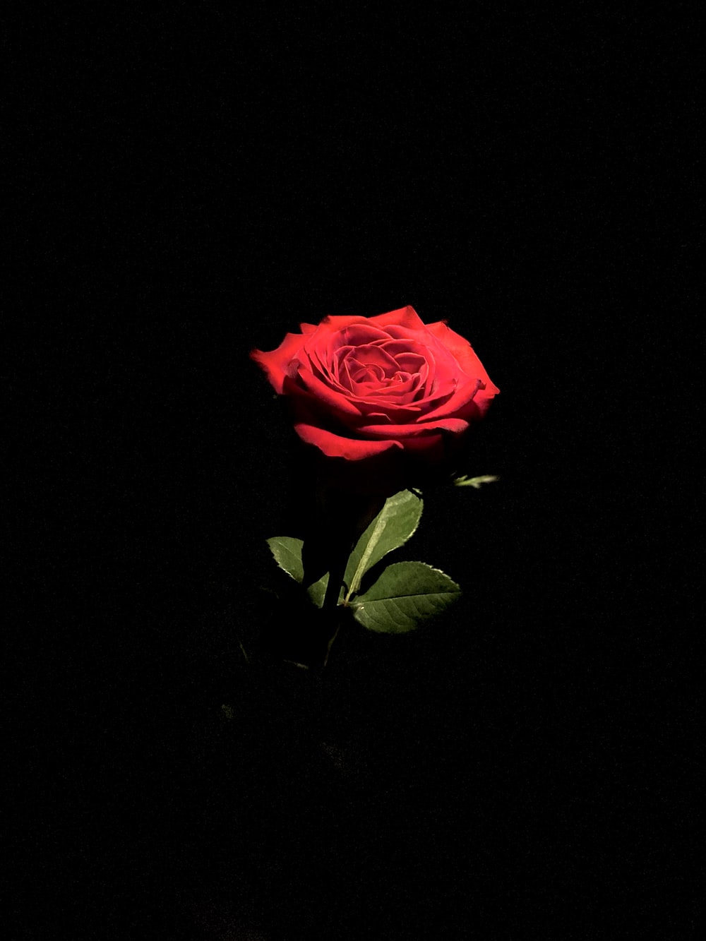 Detail Background Rose Hd Nomer 28