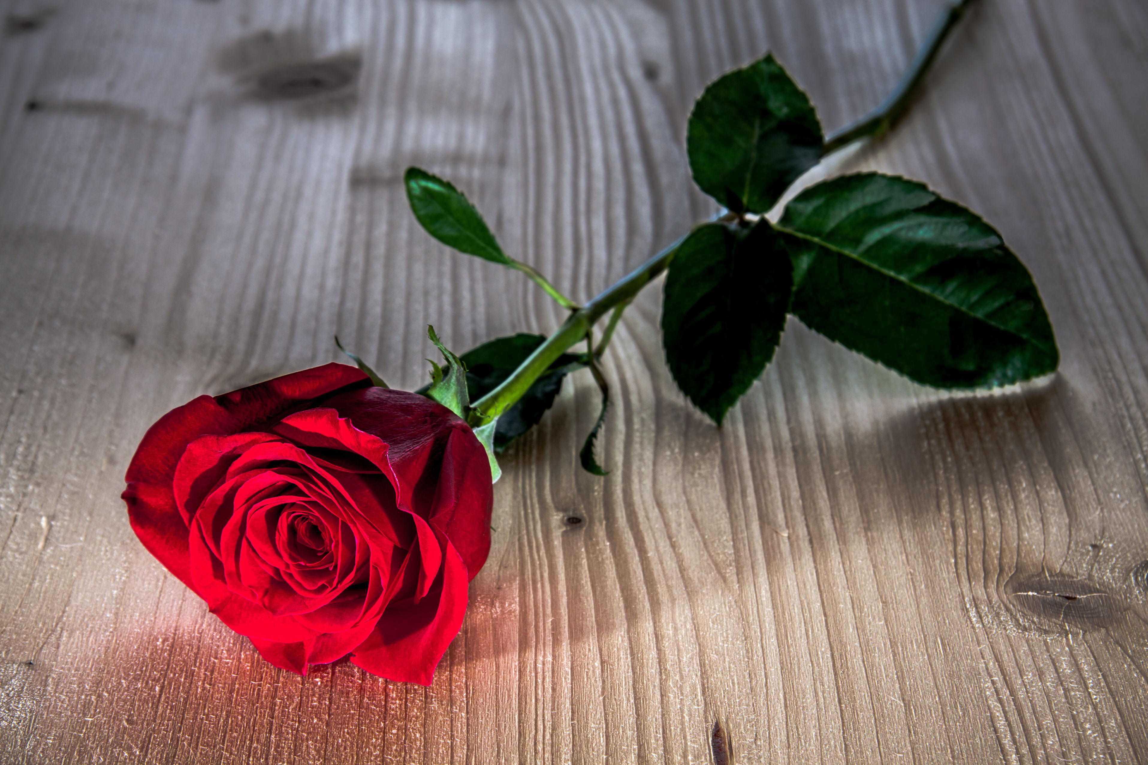 Detail Background Rose Hd Nomer 29