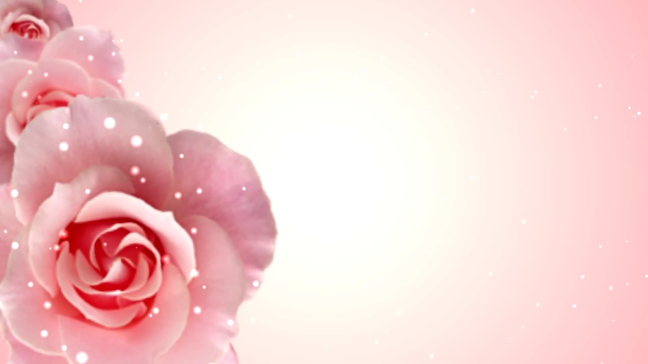 Detail Background Rose Hd Nomer 32