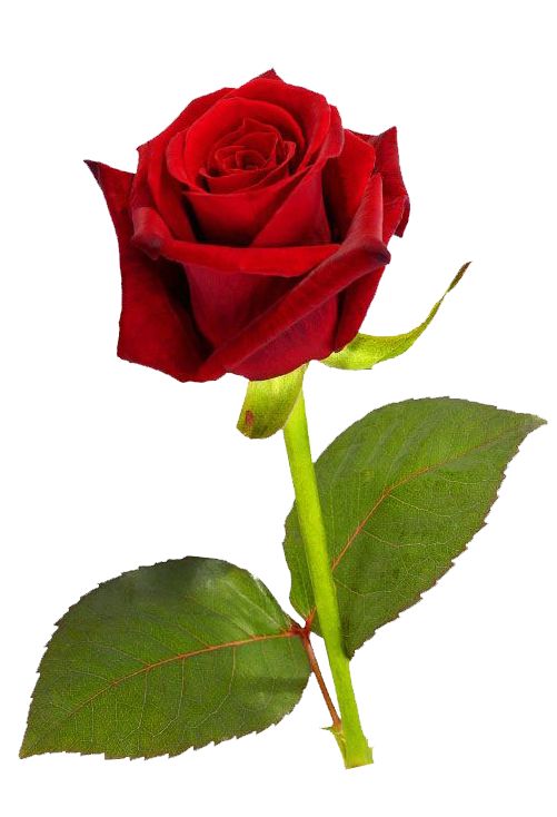 Detail Background Rose Hd Nomer 34