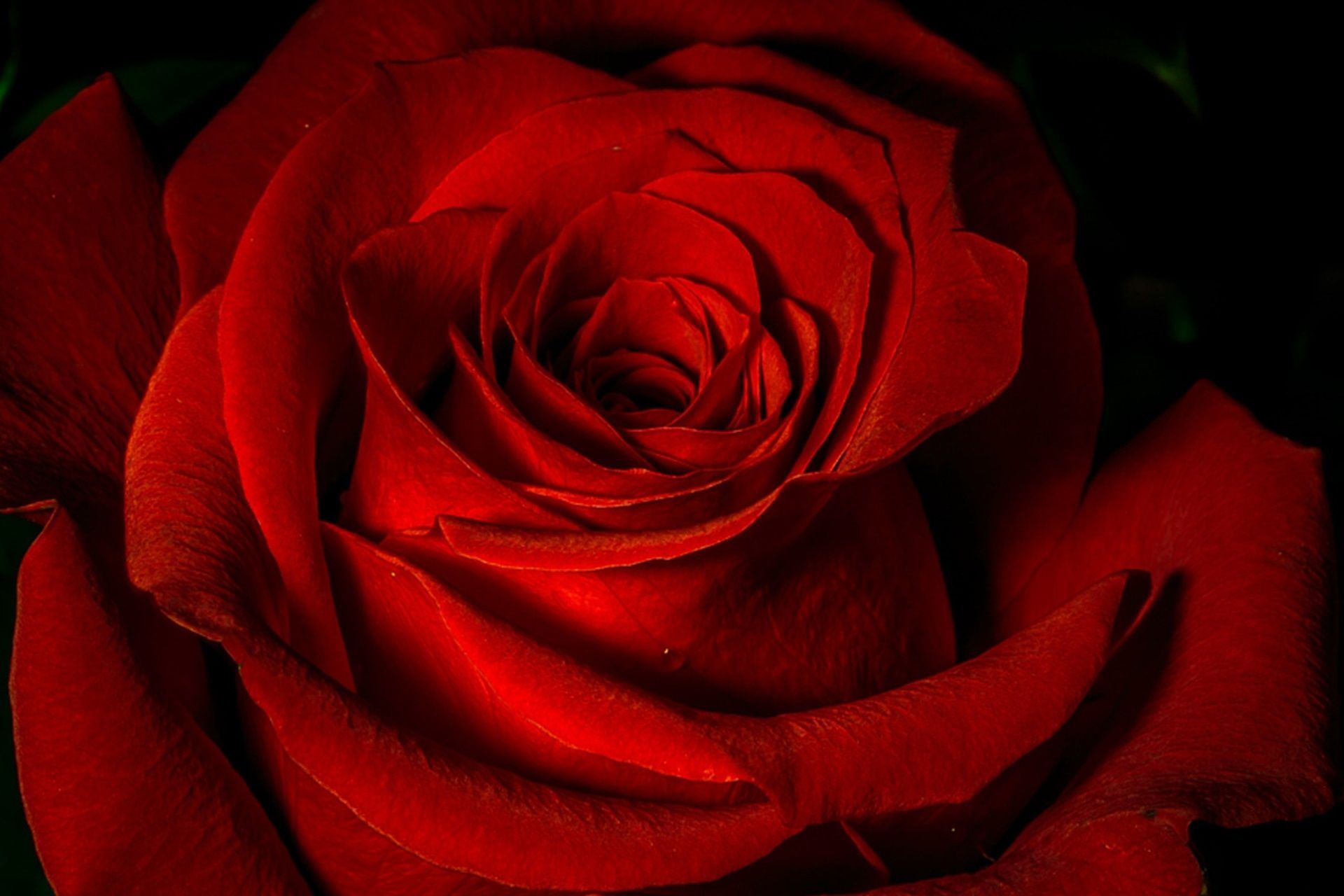 Detail Background Rose Hd Nomer 35