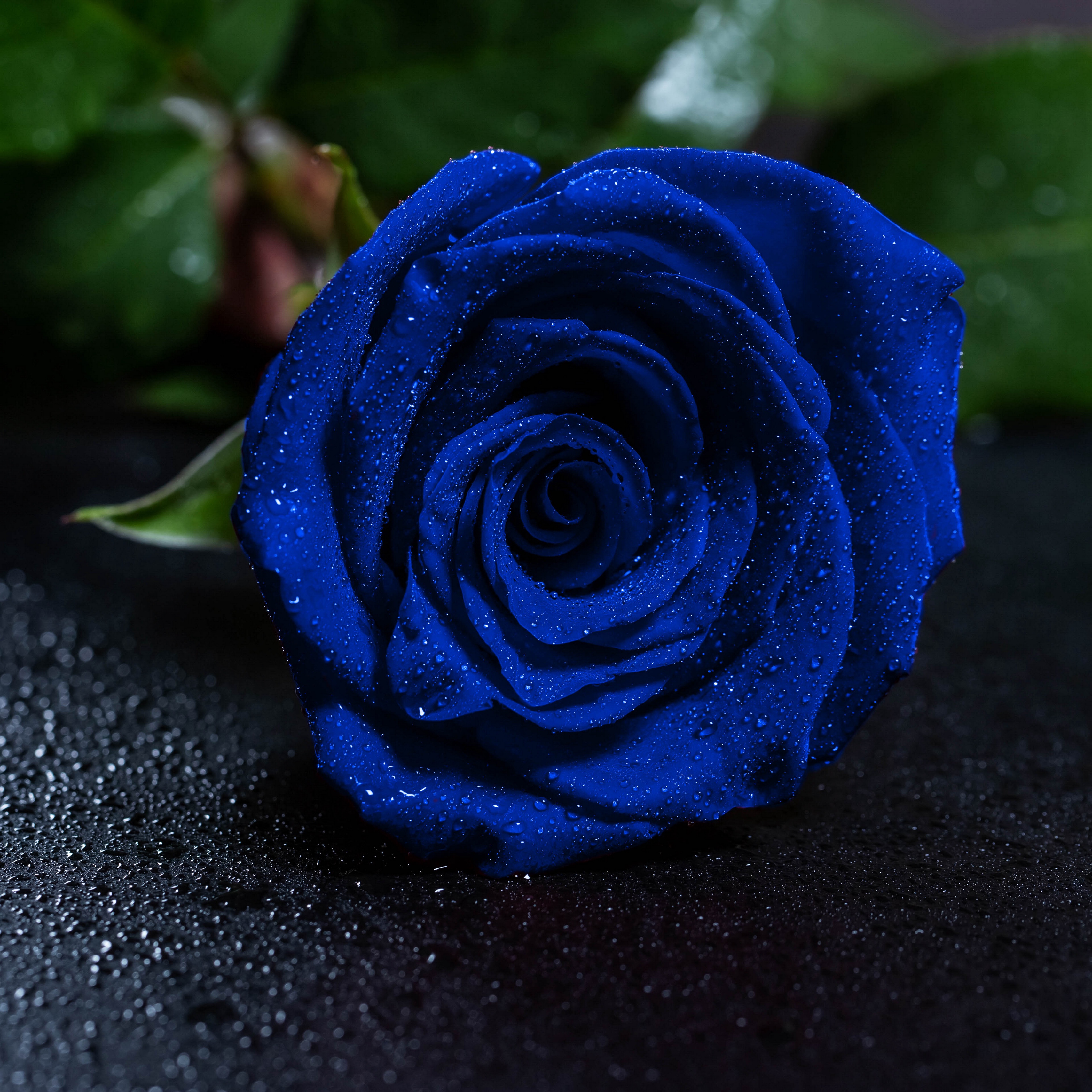 Detail Background Rose Hd Nomer 39