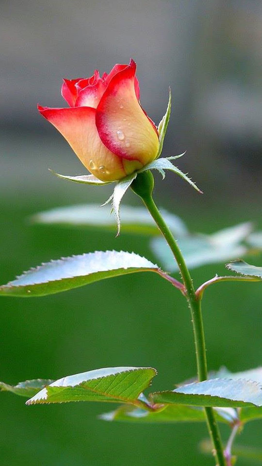 Detail Background Rose Hd Nomer 41