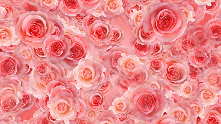 Detail Background Rose Hd Nomer 43