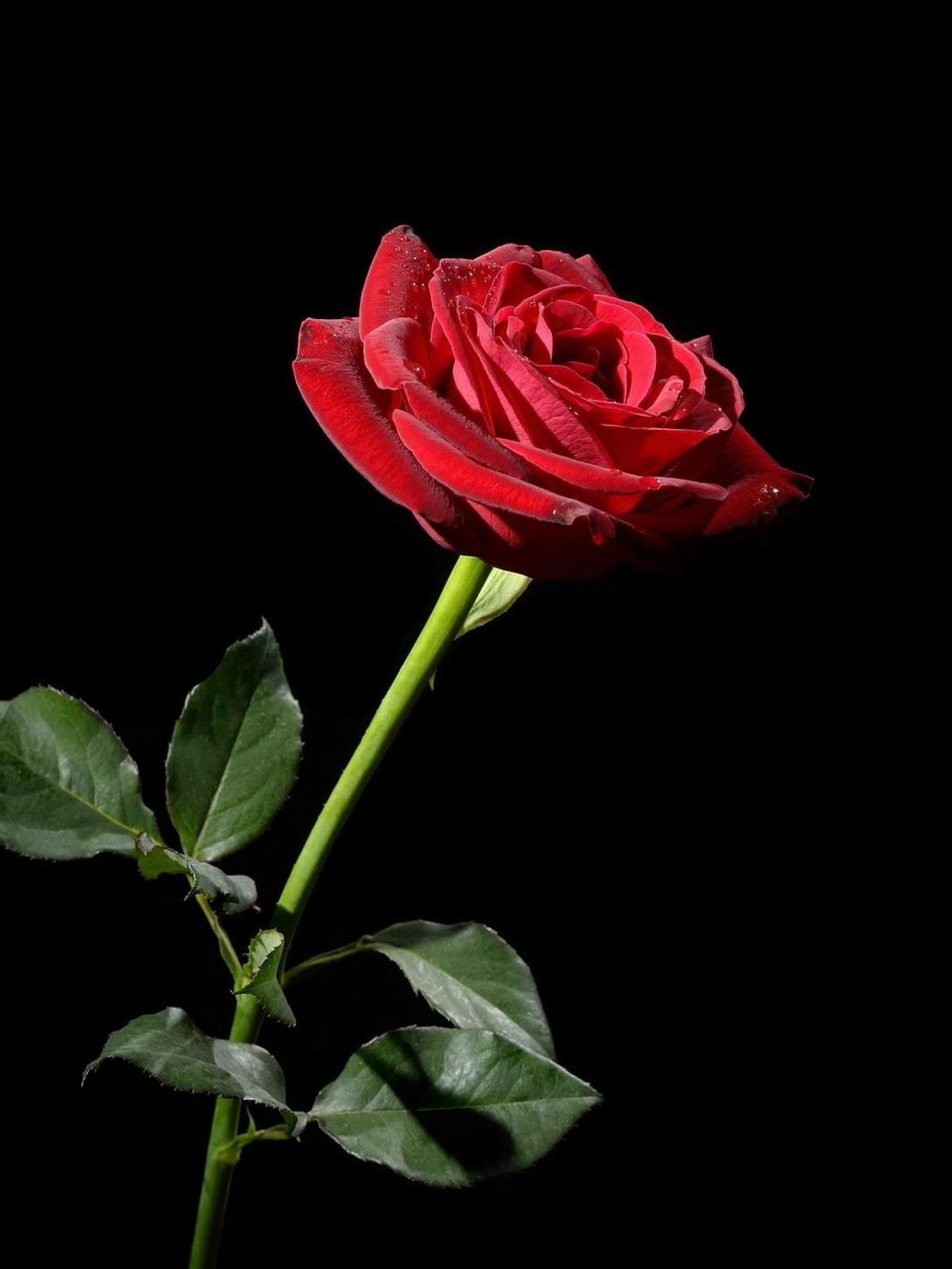 Detail Background Rose Hd Nomer 45