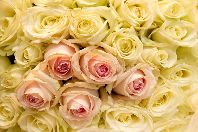 Detail Background Rose Hd Nomer 47