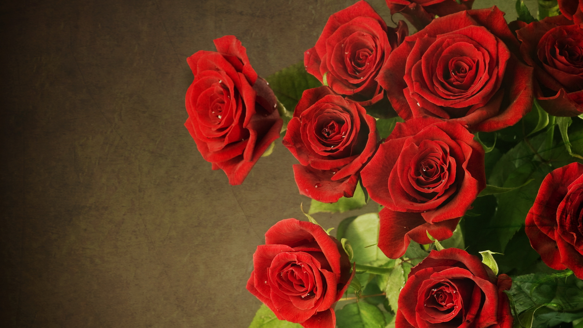 Detail Background Rose Hd Nomer 49