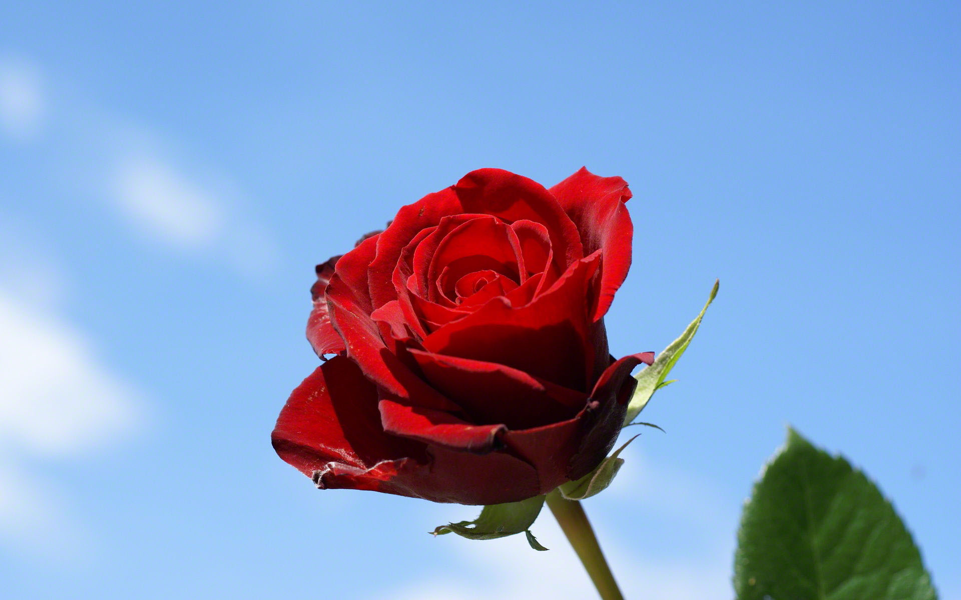 Detail Background Rose Hd Nomer 53