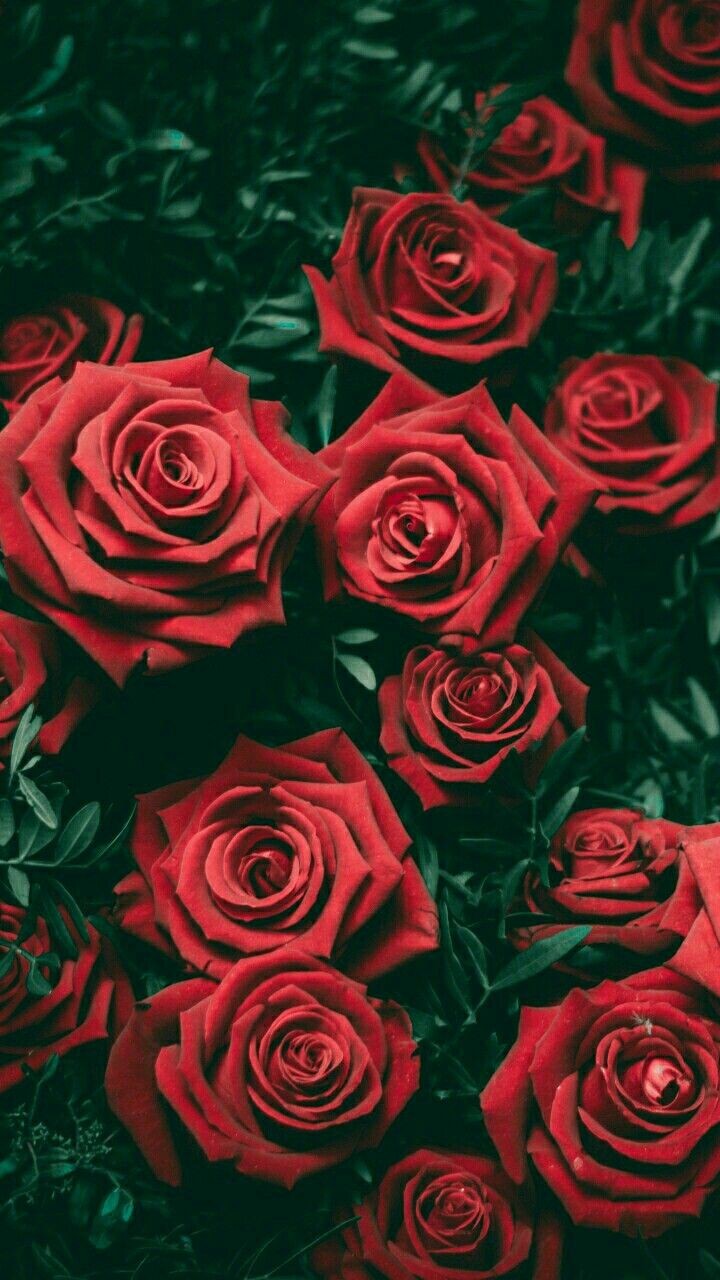 Detail Background Rose Hd Nomer 55