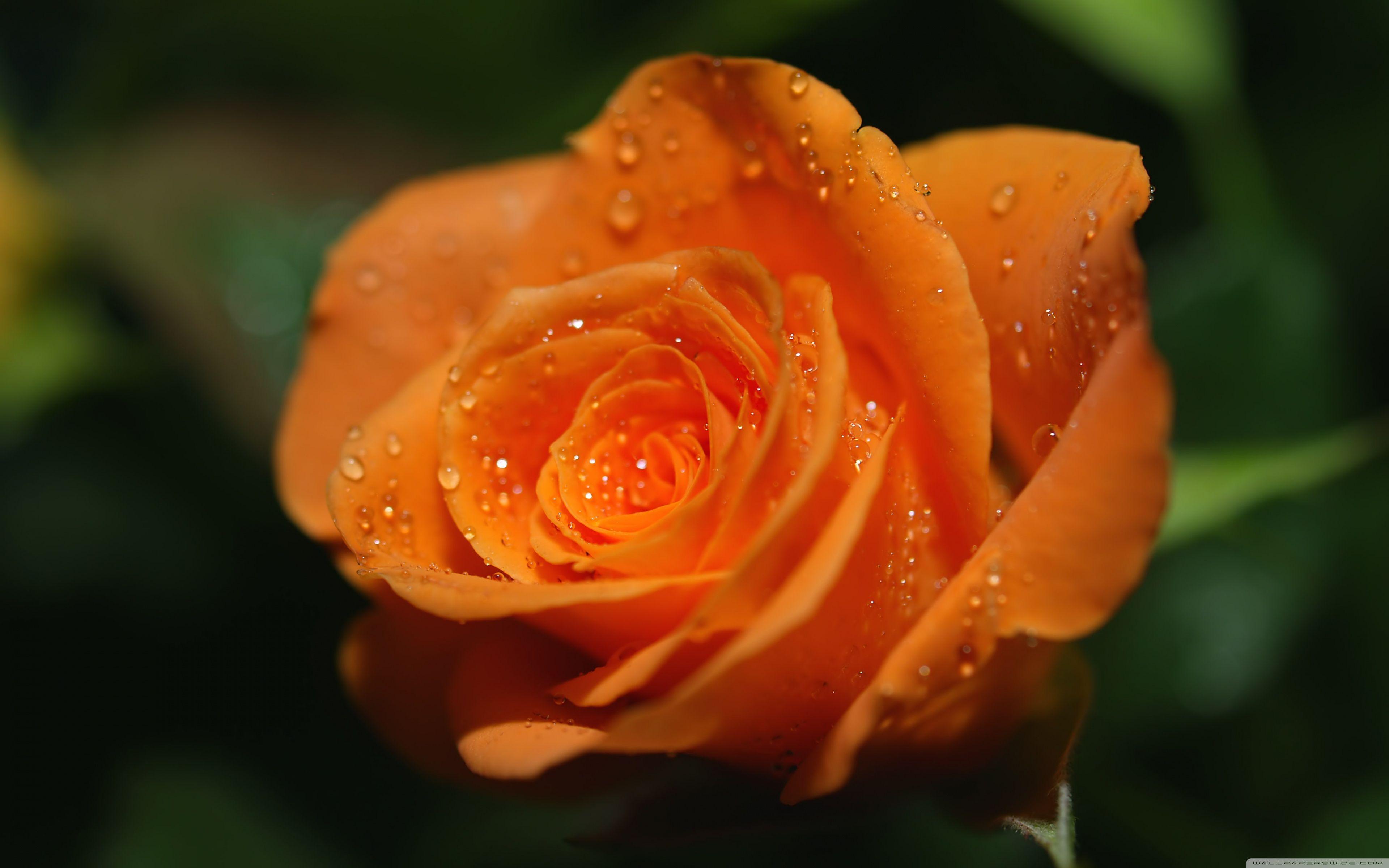 Detail Background Rose Hd Nomer 56