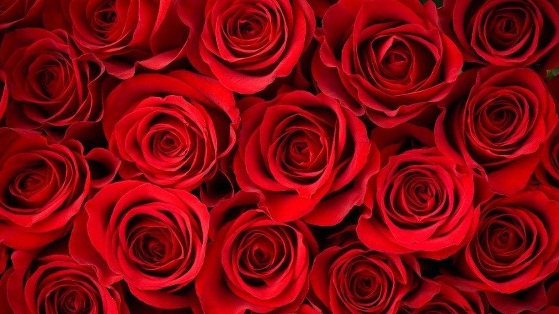 Detail Background Rose Hd Nomer 7