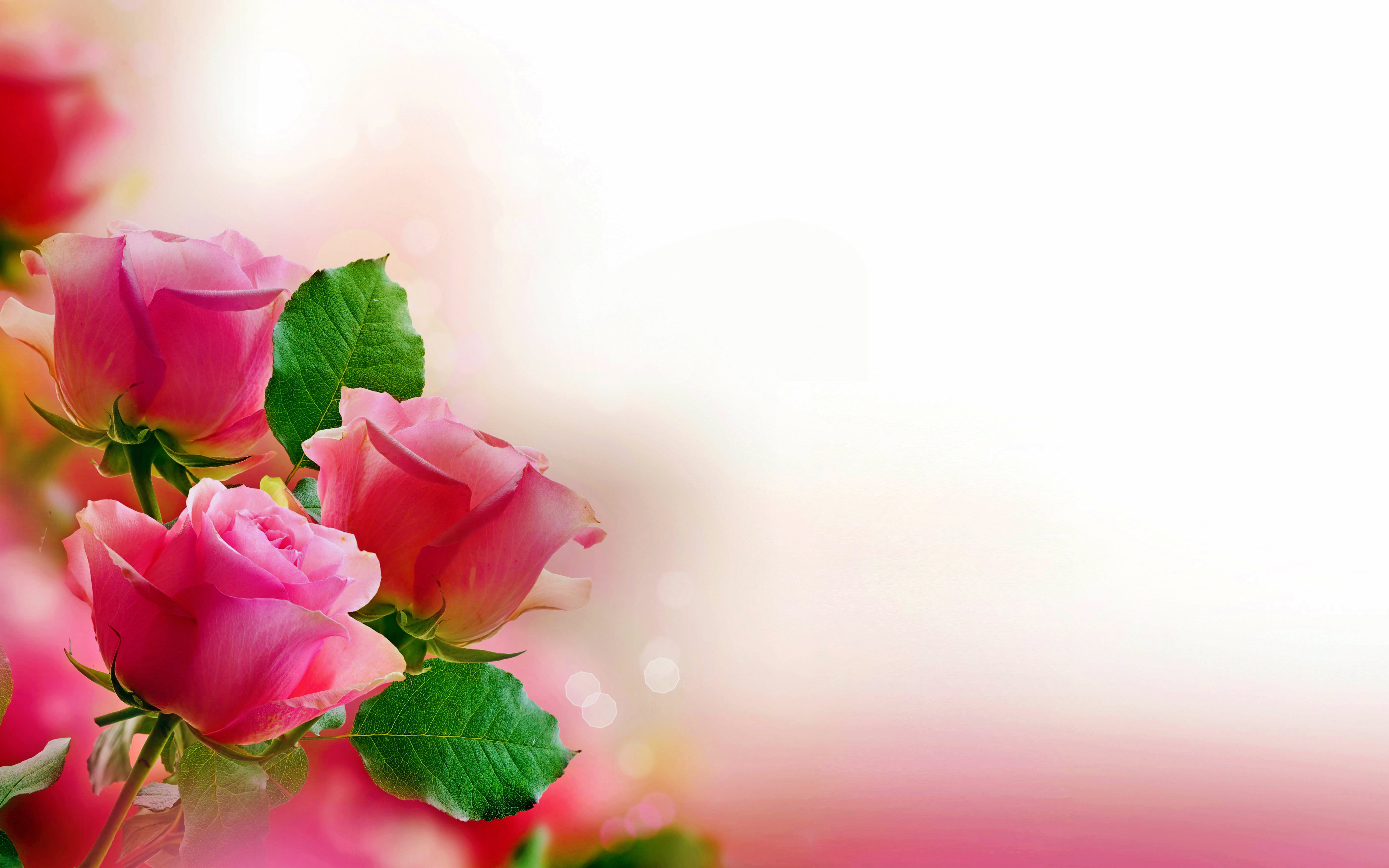 Detail Background Rose Hd Nomer 9