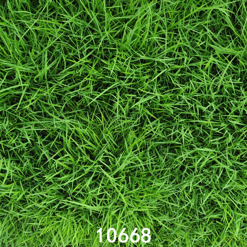 Detail Background Rumput Nomer 25