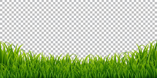 Detail Background Rumput Vector Nomer 7