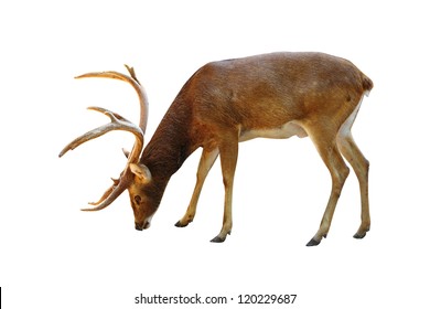 Background Rusa - KibrisPDR