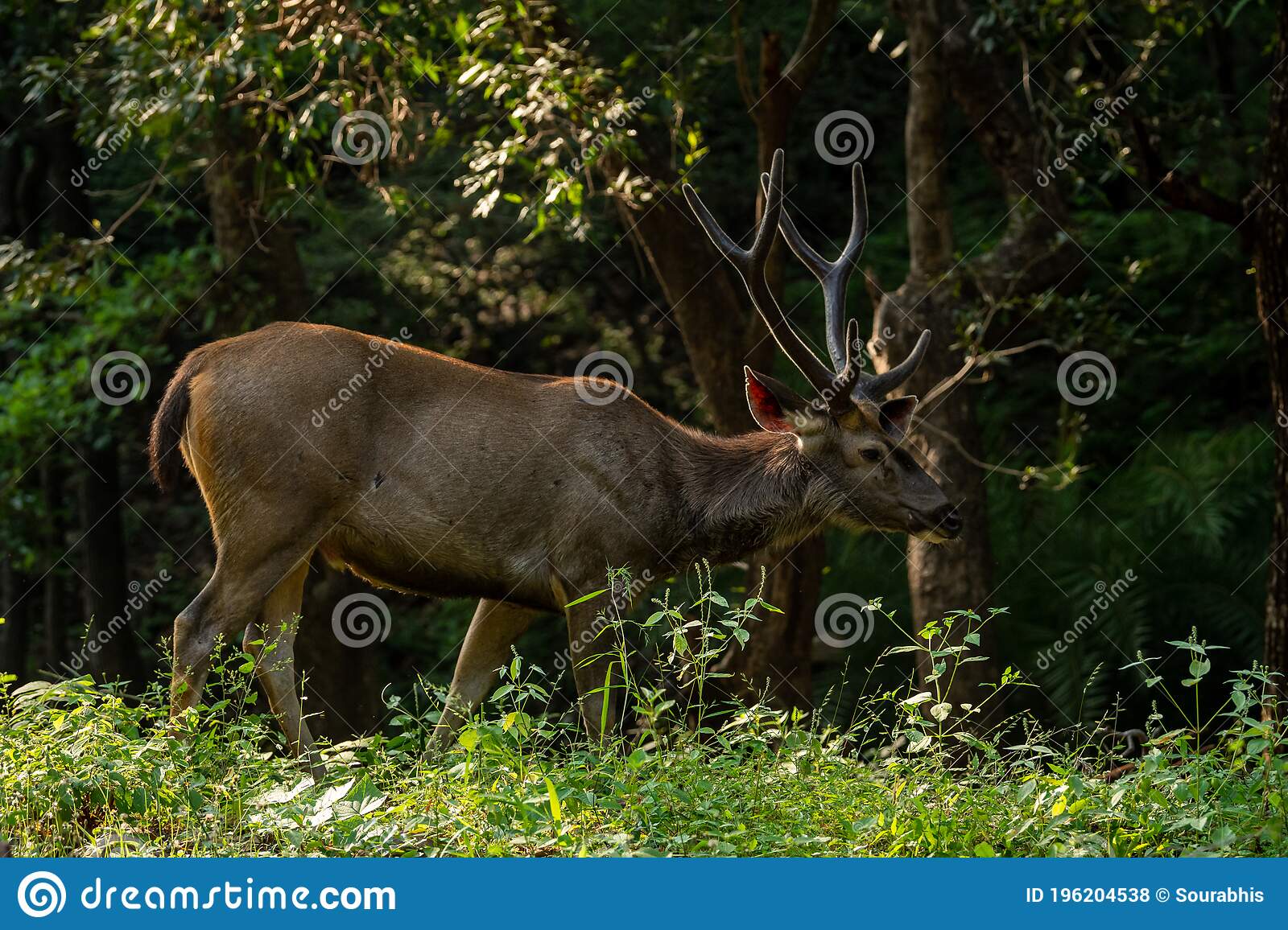 Detail Background Rusa Nomer 11