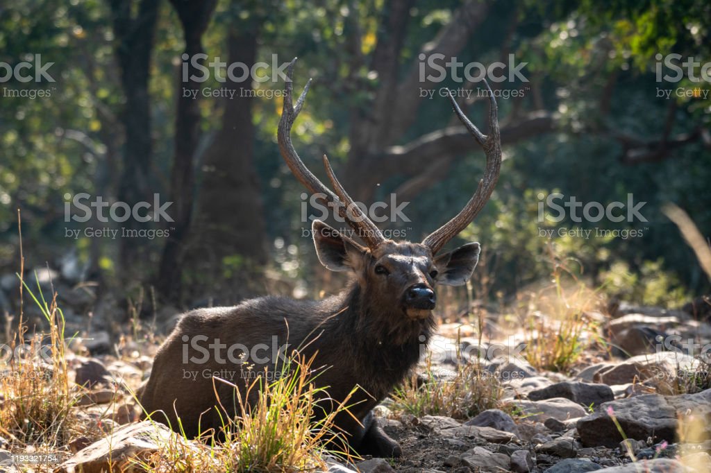 Detail Background Rusa Nomer 12