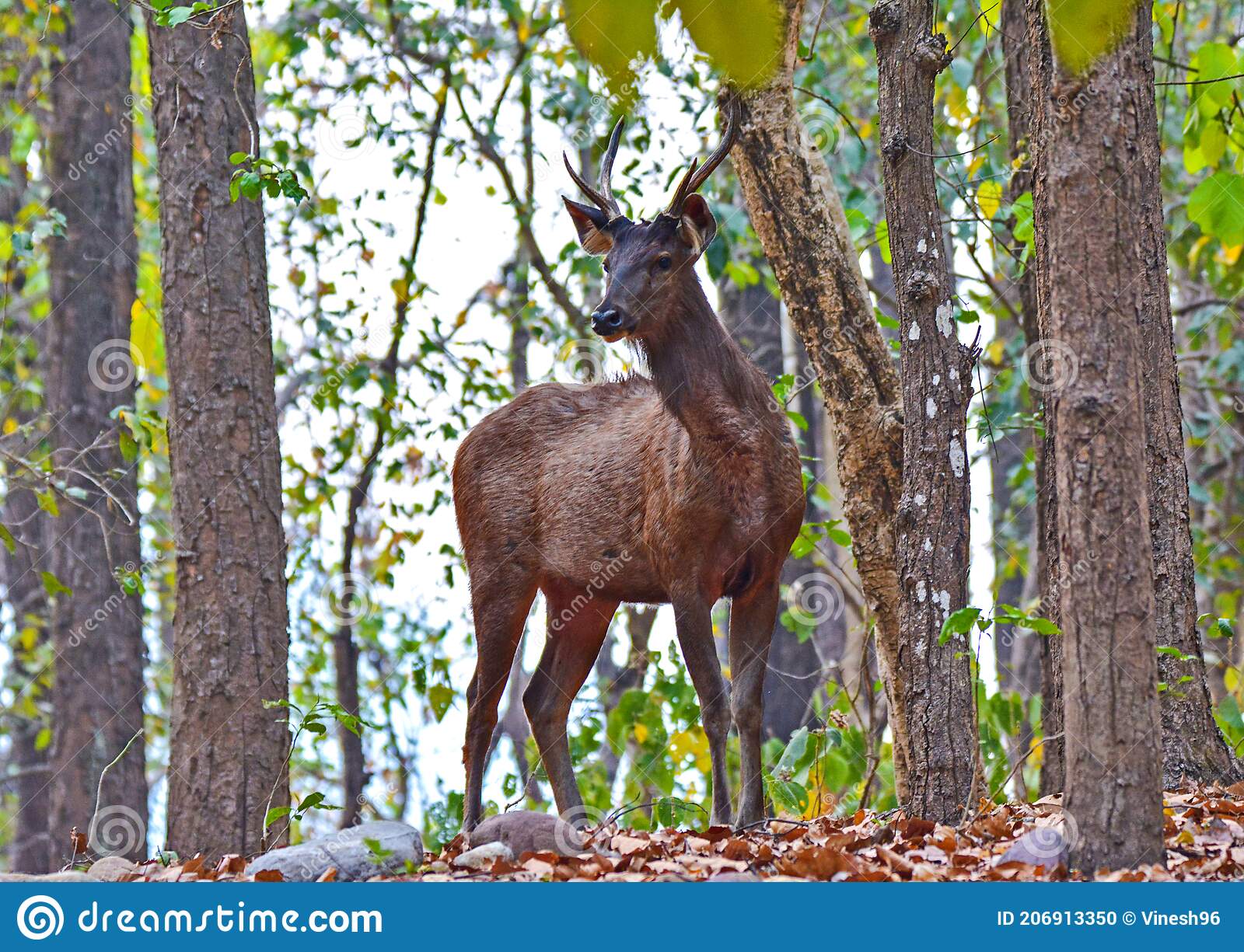 Detail Background Rusa Nomer 14