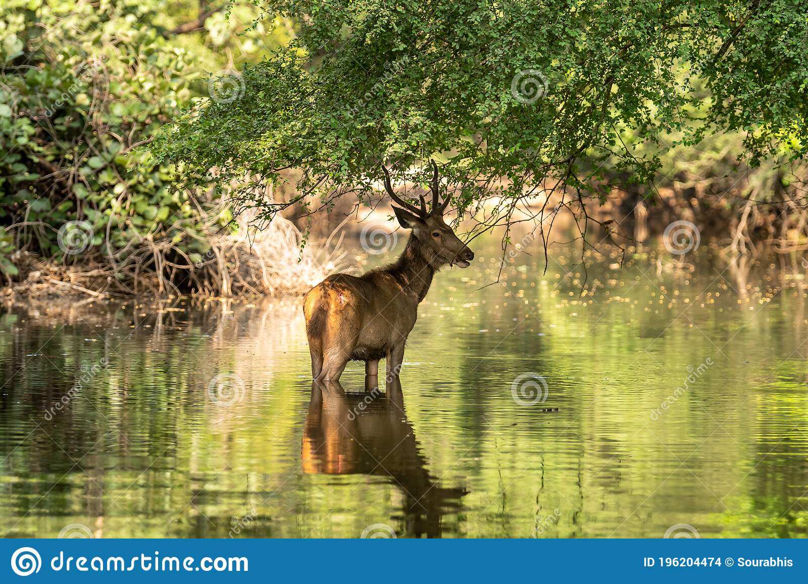 Detail Background Rusa Nomer 15