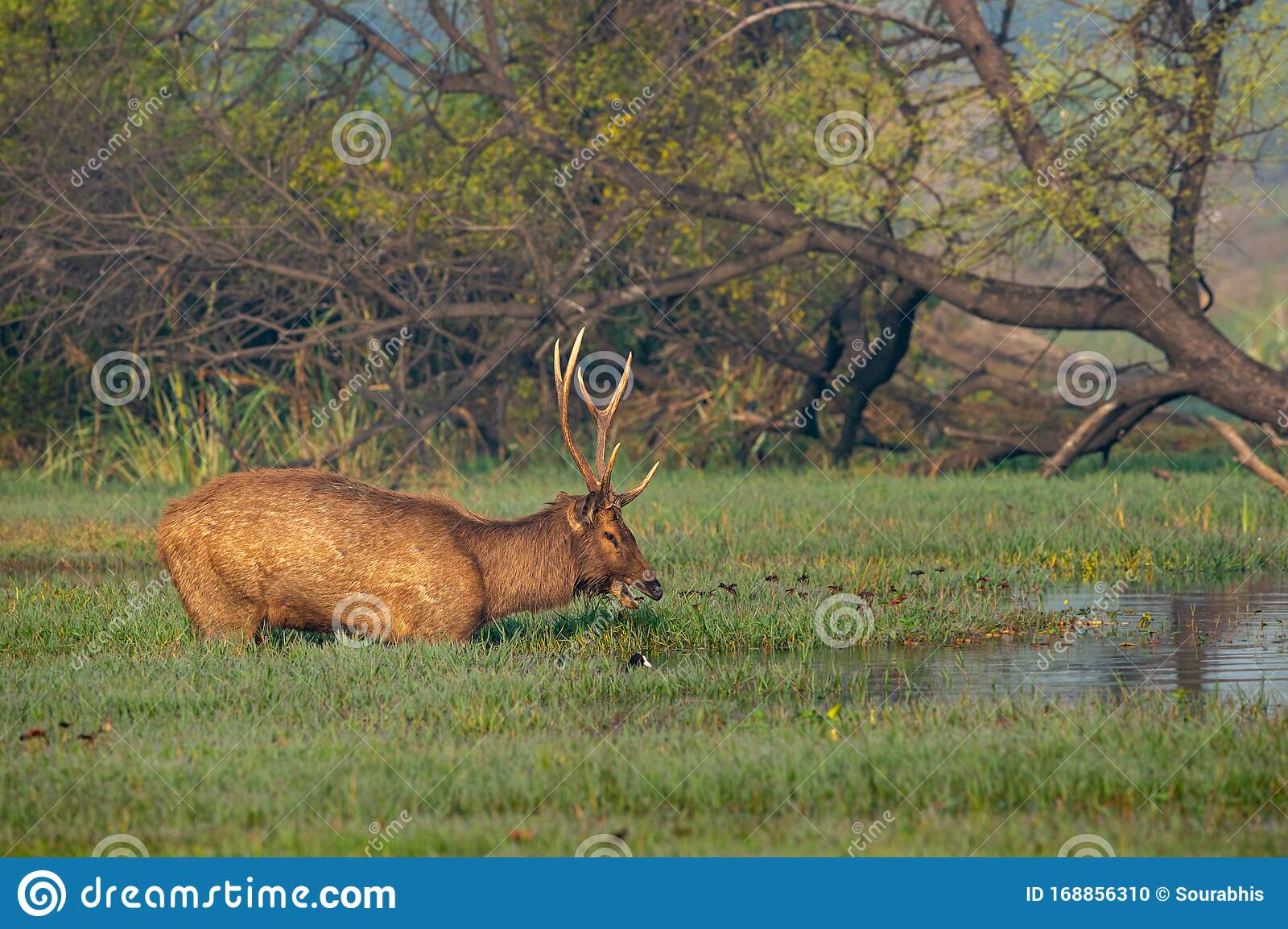 Detail Background Rusa Nomer 17