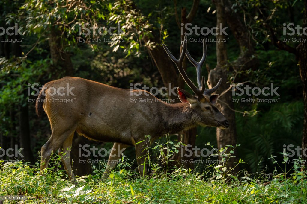 Detail Background Rusa Nomer 18