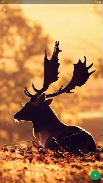 Detail Background Rusa Nomer 28