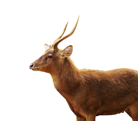 Detail Background Rusa Nomer 3