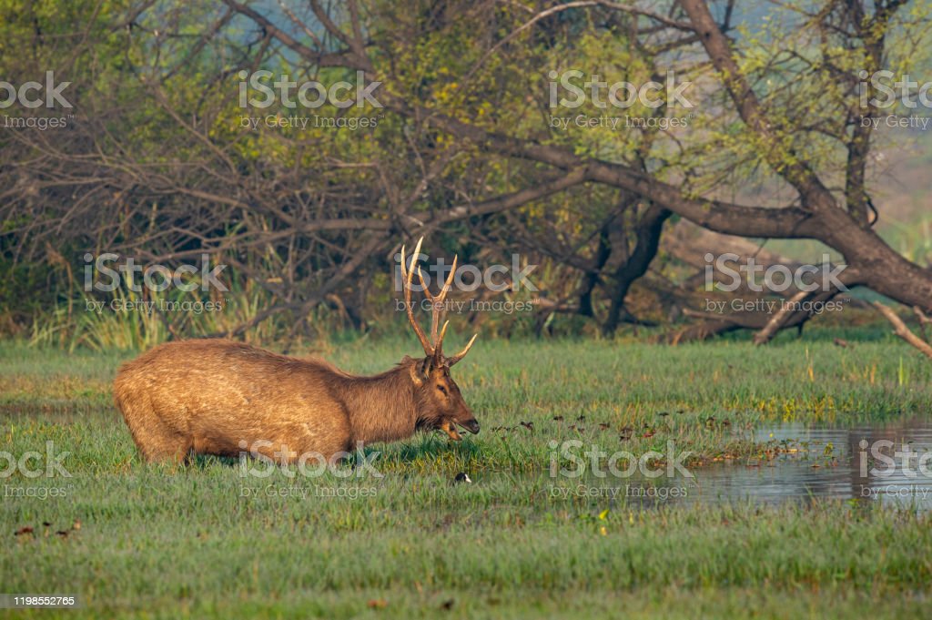 Detail Background Rusa Nomer 31