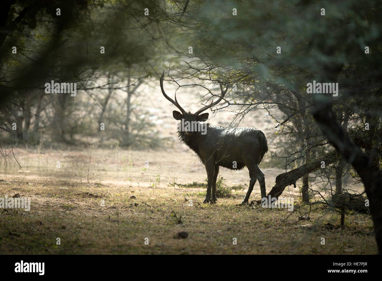 Detail Background Rusa Nomer 32