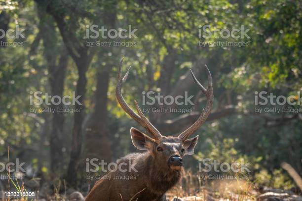 Detail Background Rusa Nomer 35