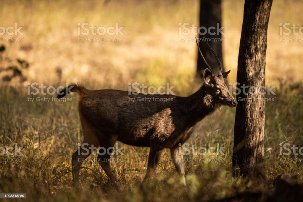 Detail Background Rusa Nomer 36