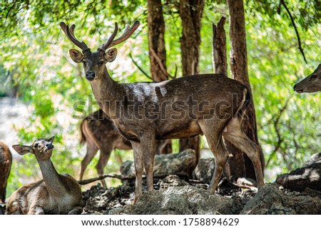 Detail Background Rusa Nomer 37