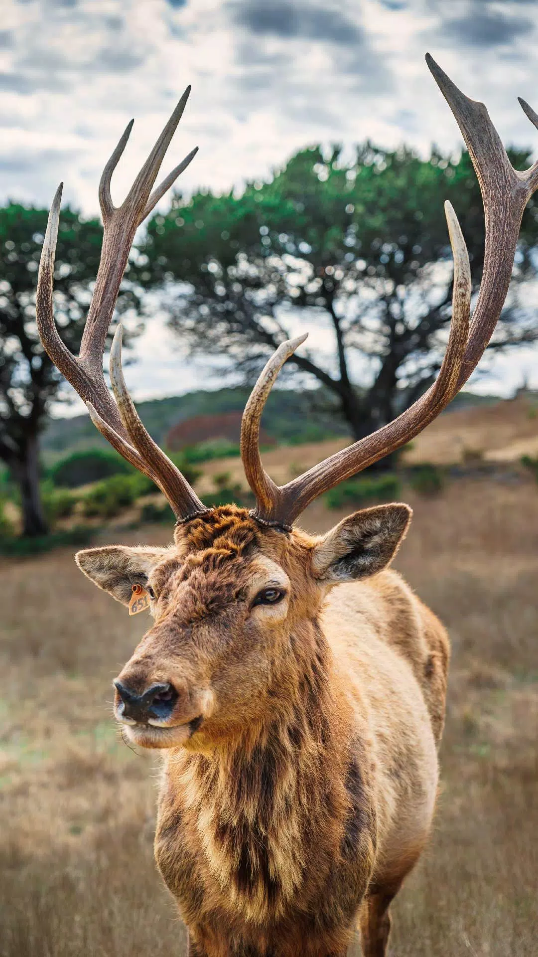 Detail Background Rusa Nomer 4