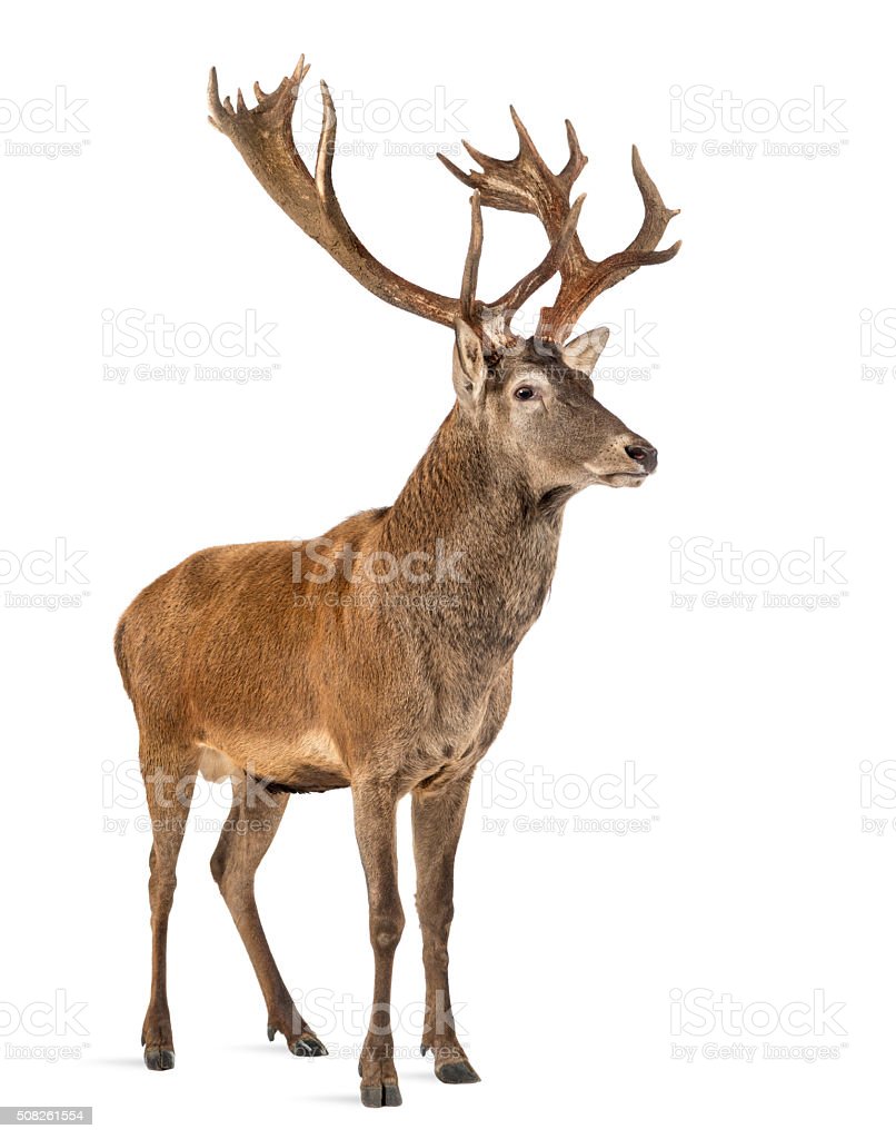 Detail Background Rusa Nomer 39