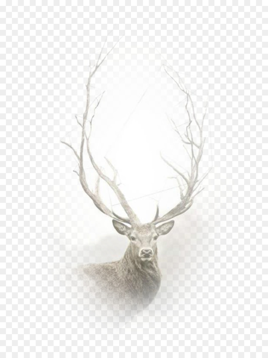 Detail Background Rusa Nomer 40